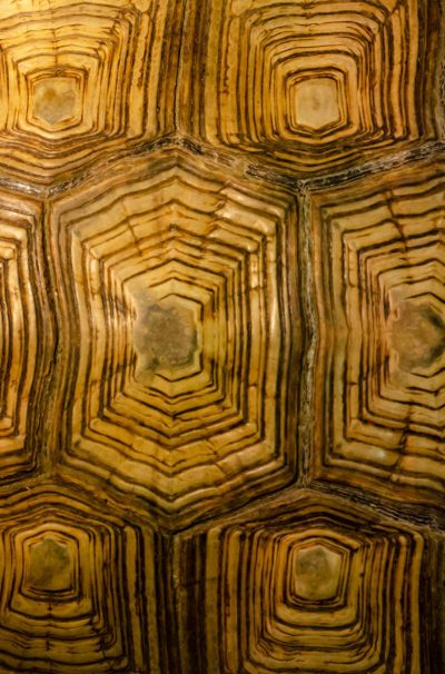 African spurred tortoise shell texture detail.