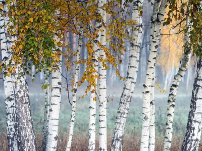 Row of birch trees with yellow leaves in the fog. Selective focus.