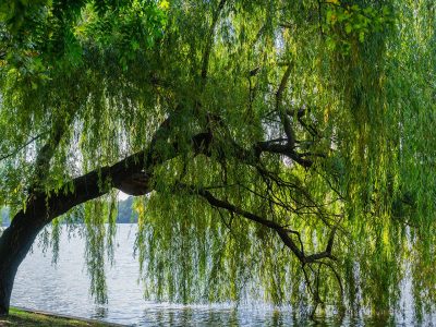 Weeping willow tree on the shoreline of Herastrau Lake, Bucharest, Romania